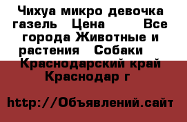 Чихуа микро девочка газель › Цена ­ 65 - Все города Животные и растения » Собаки   . Краснодарский край,Краснодар г.